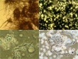 mould_imaes