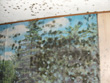 mould_walls_01